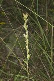 Rough Rattlesnakeroot, Nabalus asperus