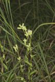 Rough Rattlesnakeroot, Nabalus asperus