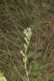 Rough Rattlesnakeroot, Nabalus asperus