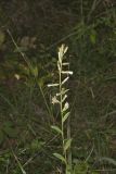 Rough Rattlesnakeroot, Nabalus asperus