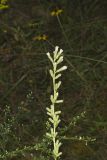 Rough Rattlesnakeroot, Nabalus asperus