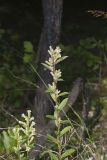 Rough Rattlesnakeroot, Nabalus asperus