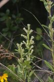 Rough Rattlesnakeroot, Nabalus asperus