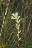 Rough Rattlesnakeroot, Nabalus asperus