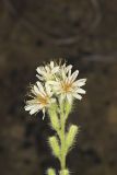 Rough Rattlesnakeroot, Nabalus asperus