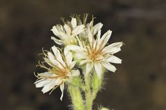 Rough Rattlesnakeroot