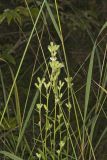 Rough Rattlesnakeroot, Nabalus asperus