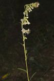 Rough Rattlesnakeroot, Nabalus asperus