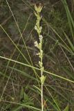 Rough Rattlesnakeroot, Nabalus asperus