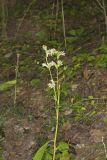 Rough Rattlesnakeroot, Nabalus asperus