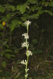 Rough Rattlesnakeroot, Nabalus asperus