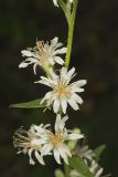 Rough Rattlesnakeroot, Nabalus asperus
