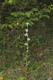 Rough Rattlesnakeroot, Nabalus asperus