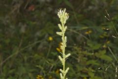 Rough Rattlesnakeroot, Nabalus asperus