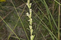 Rough Rattlesnakeroot, Nabalus asperus