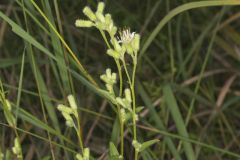 Rough Rattlesnakeroot, Nabalus asperus