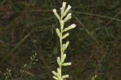 Rough Rattlesnakeroot, Nabalus asperus
