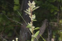 Rough Rattlesnakeroot, Nabalus asperus