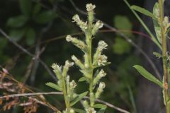 Rough Rattlesnakeroot, Nabalus asperus