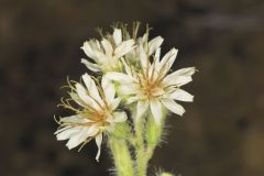 Rough Rattlesnakeroot, Nabalus asperus