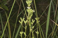 Rough Rattlesnakeroot, Nabalus asperus