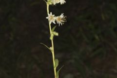 Rough Rattlesnakeroot, Nabalus asperus