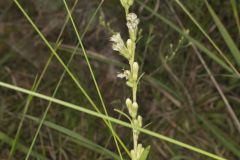 Rough Rattlesnakeroot, Nabalus asperus