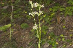 Rough Rattlesnakeroot, Nabalus asperus