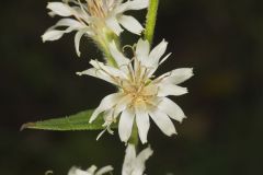 Rough Rattlesnakeroot, Nabalus asperus
