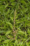 Roughfruit Amaranth, Amaranthus tuberculatus