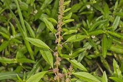Roughfruit Amaranth