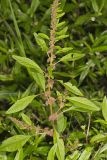 Roughfruit Amaranth, Amaranthus tuberculatus