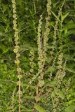 Roughfruit Amaranth, Amaranthus tuberculatus