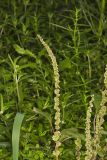 Roughfruit Amaranth, Amaranthus tuberculatus