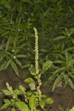 Roughfruit Amaranth, Amaranthus tuberculatus
