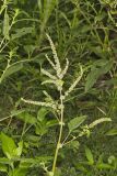 Roughfruit Amaranth, Amaranthus tuberculatus
