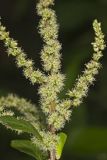 Roughfruit Amaranth, Amaranthus tuberculatus
