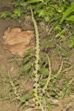 Roughfruit Amaranth, Amaranthus tuberculatus