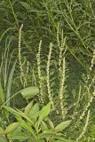 Roughfruit Amaranth, Amaranthus tuberculatus