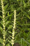 Roughfruit Amaranth, Amaranthus tuberculatus
