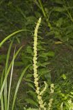 Roughfruit Amaranth, Amaranthus tuberculatus