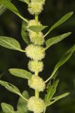 Roughfruit Amaranth, Amaranthus tuberculatus