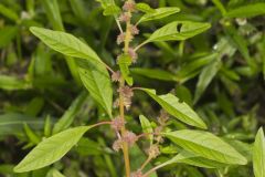 Roughfruit Amaranth, Amaranthus tuberculatus