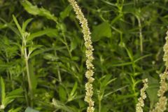 Roughfruit Amaranth, Amaranthus tuberculatus