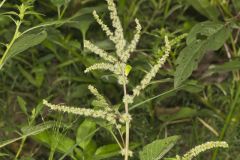 Roughfruit Amaranth, Amaranthus tuberculatus