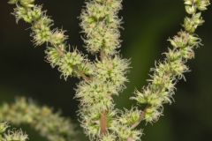 Roughfruit Amaranth, Amaranthus tuberculatus