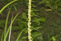 Roughfruit Amaranth, Amaranthus tuberculatus