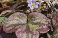 Round-lobed Hepatica, Hepatica americana
