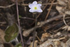 Round-lobed Hepatica, Hepatica americana
