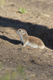 Round-tailed Ground Squirrel, Xerospermophilus tereticaudus